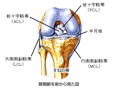 膝の靭帯 靭帯再建 医療法人 悠康会 函館整形外科クリニック